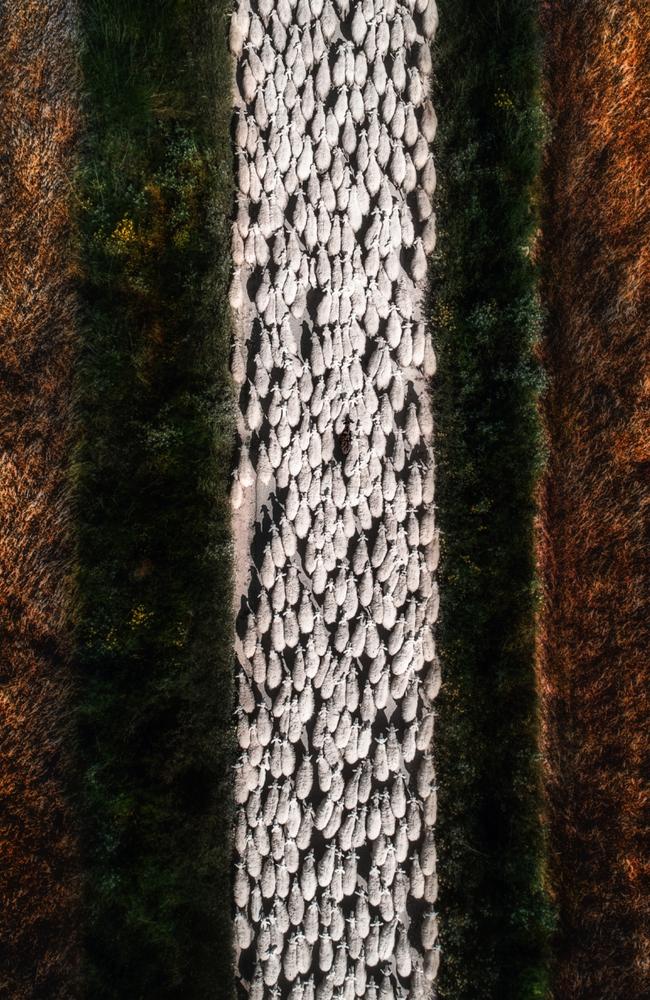 Black Sheep in Sardinia. Picture: Andrea Marongiu/2019 Drone Awards