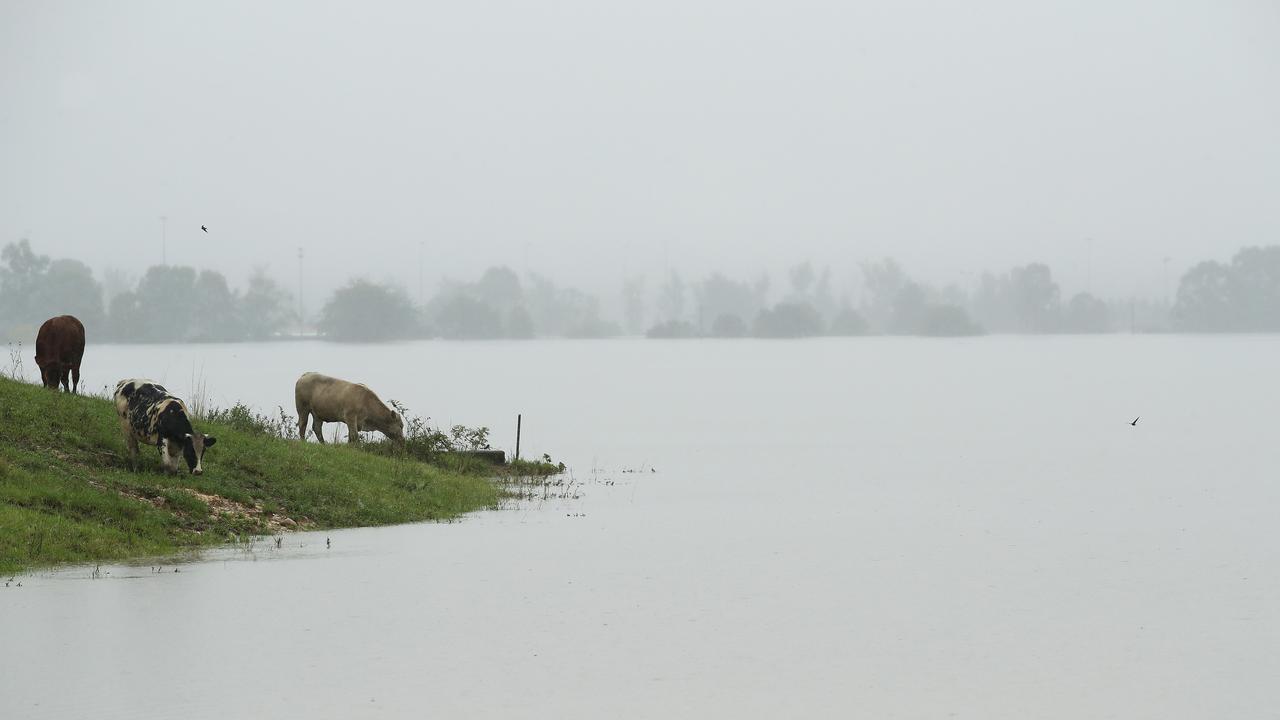 Cattle on the banks of the flooded Hawkesbury river near Richmond. Picture: Getty Images