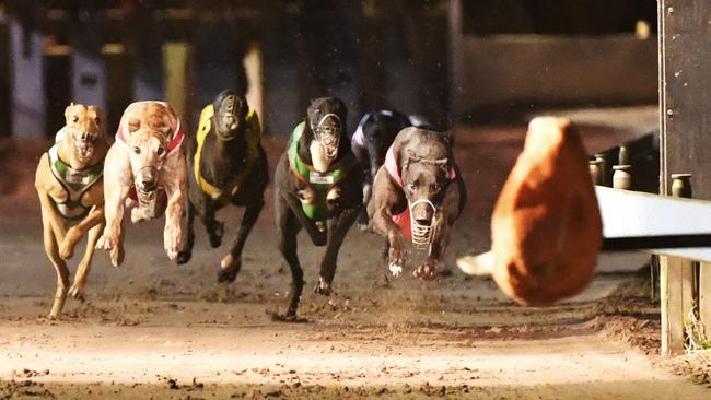 Coalition for the Protection of Greyhounds spokeswoman Fiona Chisholm said regulation without enforcement and public data reporting was “pointless”.