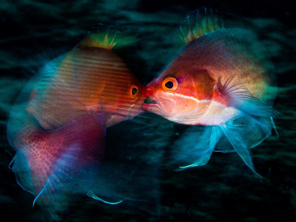 Underwater Photographer of the Year 2018. COMMENDED Category 4. Behaviour Credit name: Anders Nyberg/UPY 2018 Nationality: Sweden Image caption: Spinning Anthias Country taken: Indonesia Location: Drop-Off, Tulamben, Bali Me and my guide from the dive centre at Mimpi Resort were looking for some Ghost Pipefish when we stumbled on these two lovely fish (Anthias. pseudanthias squamipinnis). The two fish were fighting; spinning around and around and just ignored us.