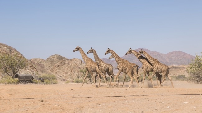 Native Giraffes Make A Return To Angola After Being Driven Out By