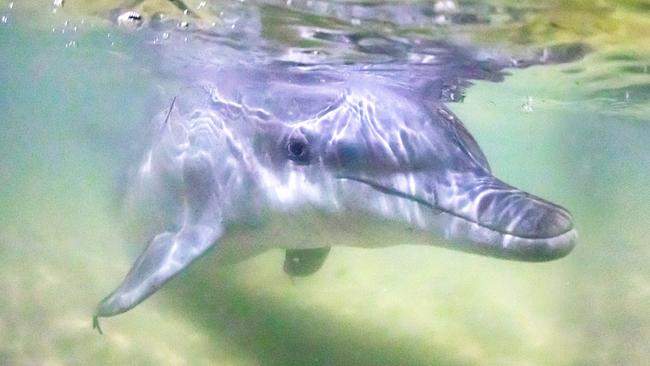 Help give the dolphins their dinner at Tangalooma Island Resort.