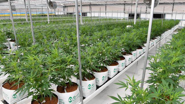 Cannabis plants growing at Medifarm on the Sunshine. (AAP Image/Darren England) NO ARCHIVING