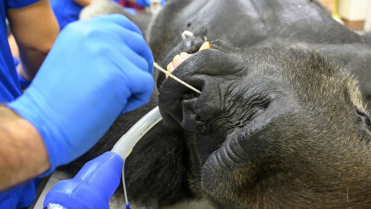 Shango is swabbed for coronavirus. Picture: Ron McGill/Splash