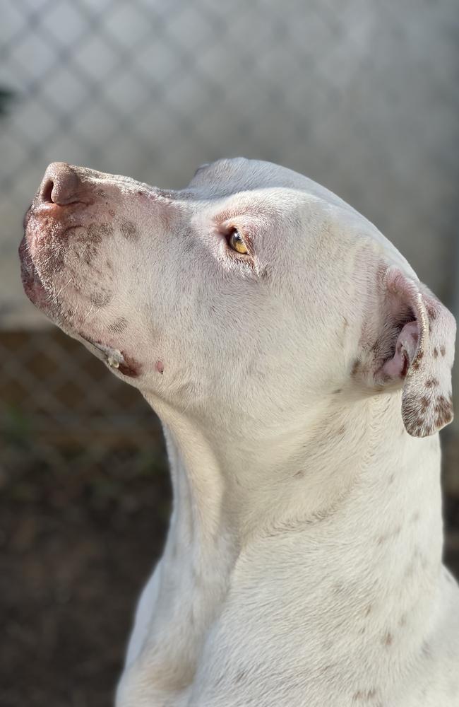 Hulk is ready for adoption at the Liverpool Animal Shelter. Picture: Supplied.