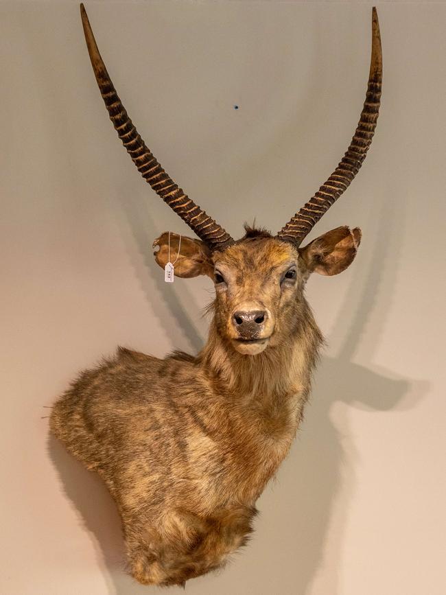 Shoulder mounted deer with gazelle horns. Picture: Jake Nowakowski