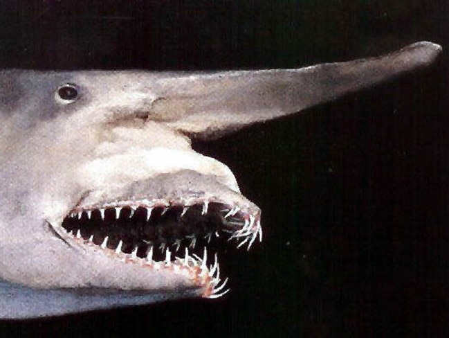 Rare and bizarre Goblin shark to be exhibited at Australian Museum ...