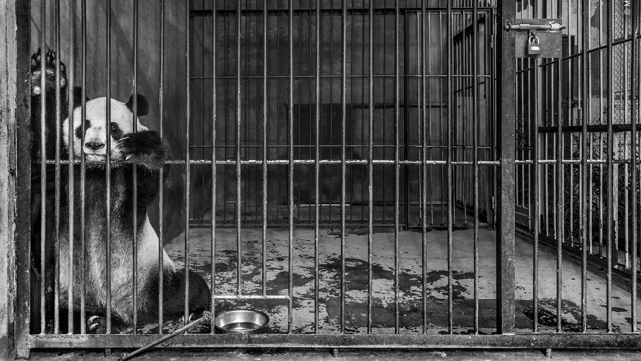 A giant panda sits in its cage in a breeding centre in Shaanxi, China. Picture: AAP/Wildlife Photographer of the Year/Natural History Museum, Marcus Westberg