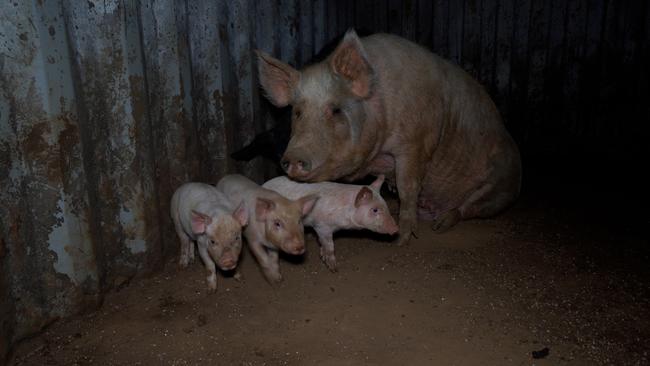 New images have emerged alleging animal cruelty at another Tasmanian slaughterhouse. Picture: Farm Transparency Project