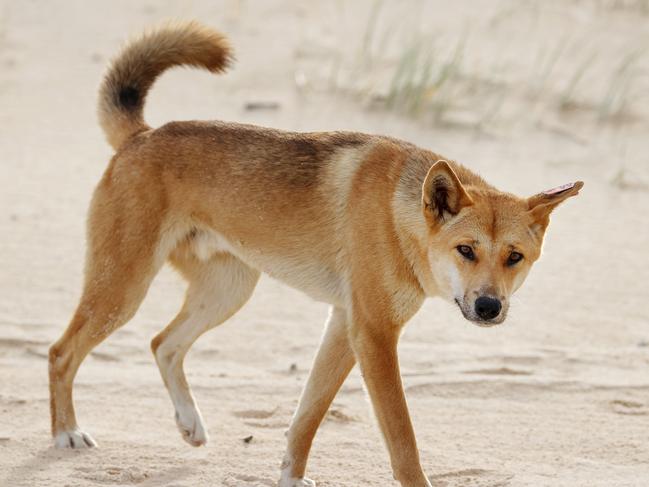 K’gari rangers are searching for the dingo who bit a child’s leg at Kingfisher Bay Picture: Liam Kidston