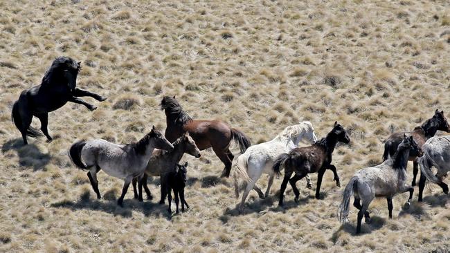 Wild horses are set to be euthanised if they can’t be rehomed. Picture: Stephen Cooper