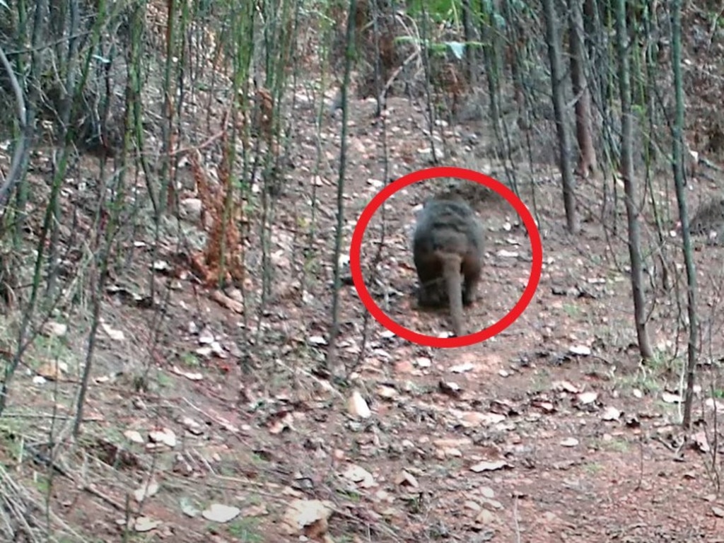 Tasmanian Tiger-like animal caught on video in Belair National Park, South  Australia