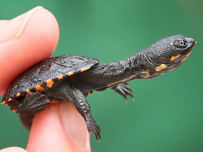 A closer look at one of the baby turtles. Picture: Sue Graham