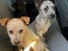 Puppies stolen from embattled Red Centre shelter