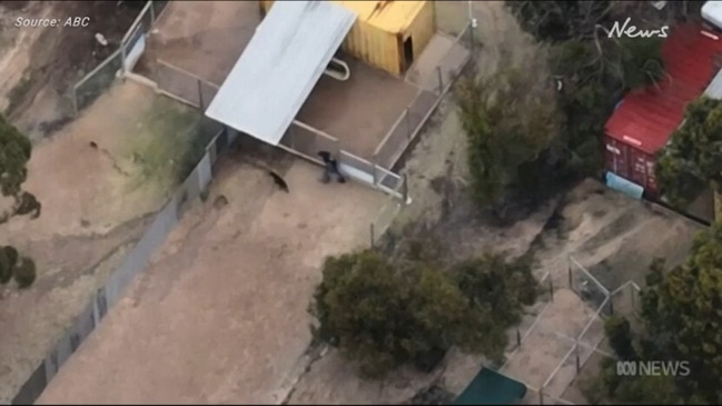Greyhounds abused by trainers (ABC)