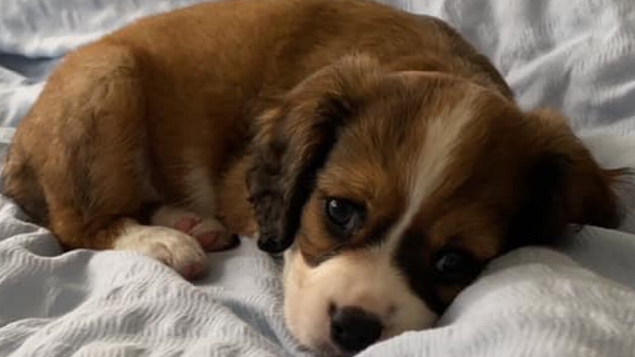 Coco: Meg Oxley's 8 week old King Charles x Dachshund