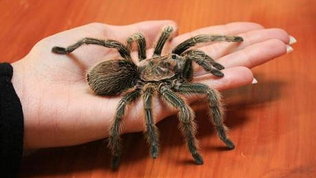 Tarantulas on Air Transat flight: Passengers screamed and jump on seats ...