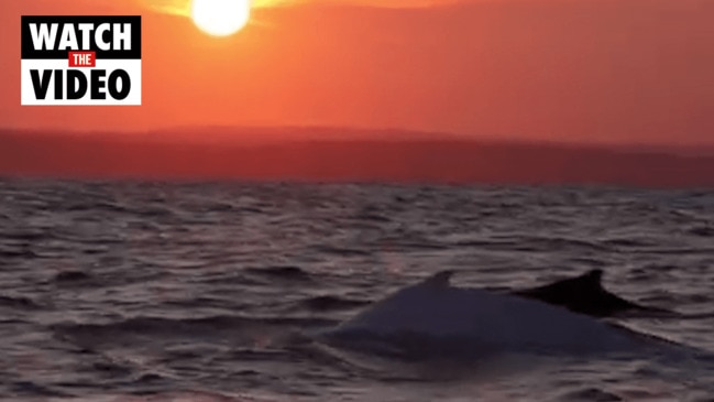 Eastern Australian humpback migration