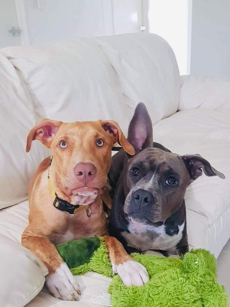 The NT News Cute Dog Competition gallery, Friday #2 | Geelong Advertiser