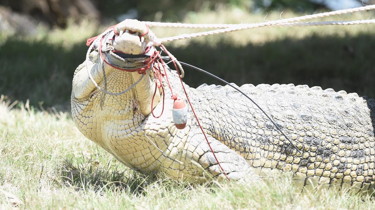 A 3.8m crocodile caught in the Mary River at the Mungar reach. Photo: Alistair Brightman / Fraser Coast Chronicle