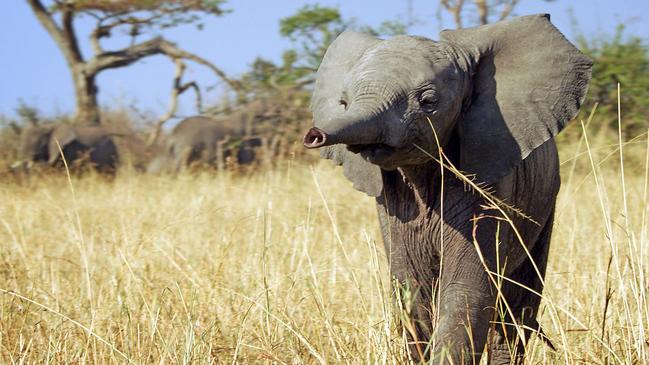 The six-part miniseries explores in Serengeti National Park.