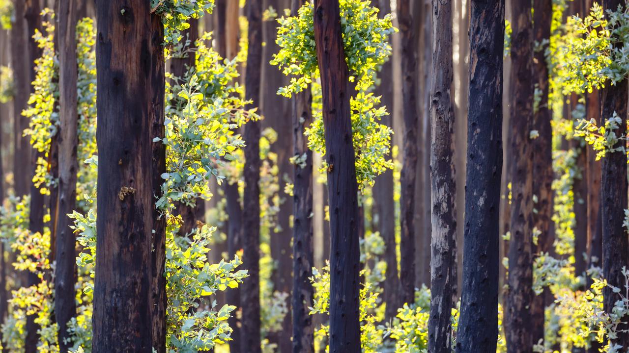 This eucalyptus tree plantation survived last summer’s bushfires but the industry has been suffering from China’s trade strikes.