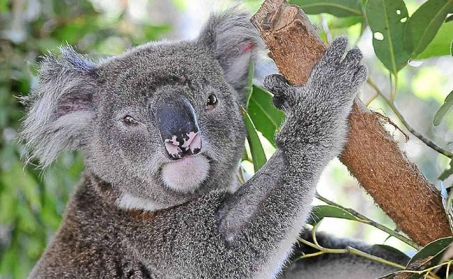 Who will save our koalas?