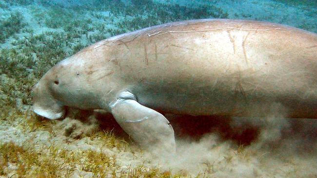 A dugong grazing in Moreton Bay.