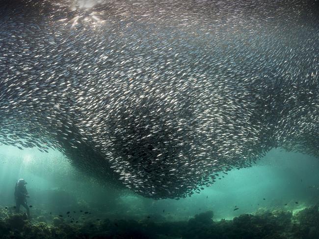 Wonder and Awe by Tracey Jennings. “The shoal is so immense that when overhead it blocks out the sun. Even the most experienced diver can be awed by the sight,” the photographer said. Picture: Tracey Jennings/National Geographic Travel Photographer of the Year Contest