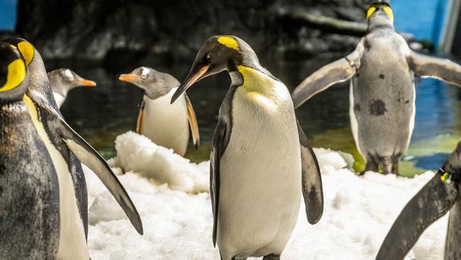 Sea Life’s Penguin Playground will transform into a winter wonderland this weekend.. Picture: Jake Nowakowski