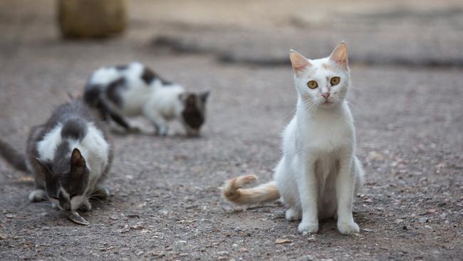 Cat owners will cop big fines for not locking in their cats, if their council has a cat curfew.