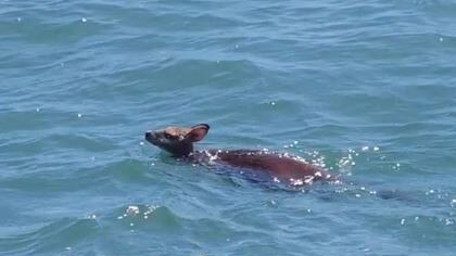 A wallaby was rescued by Water Police off Stradbroke Island. Picture: Queensland Police