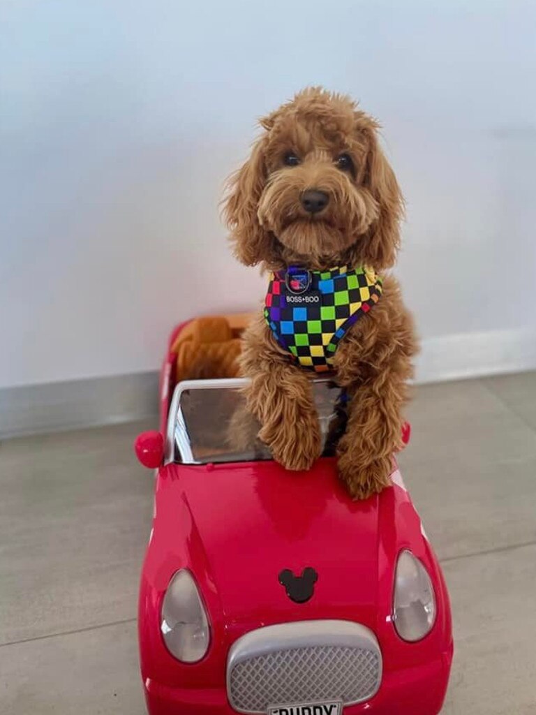 Tassie most stylish dog nominee: Buddy - Toy Cavoodle