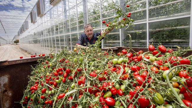 Perfection Fresh general manager Mathew Fergusson throws tomatoes into a skip after the company’s Two Wells farm was placed in quarantine last year. Picture: Brett Hartwig