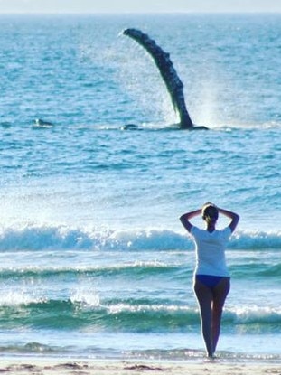 Spectators watched the whales enjoy themselves at Rainbow Bay near Coolangatta. Photos: Kellie Wilson