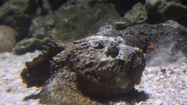 A Burdekin man stood on a stone fish and was forced to wait for hours until help could arrive. .