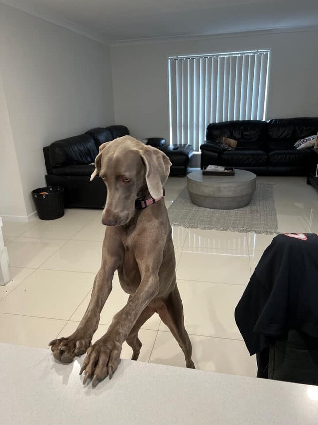 Millie-Moo from Pimpama. Not only is she cute and cheeky trying to find out what is for dinner she is a super special girl who survived life saving surgery after suffering from PPHD