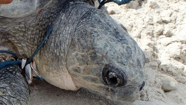 Sea life endangered by plastic and ghost nets | NT News