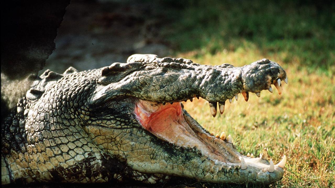 A desperate search is underway for a man who was reportedly attacked by a crocodile in Far North Queensland on Saturday. Picture: Supplied