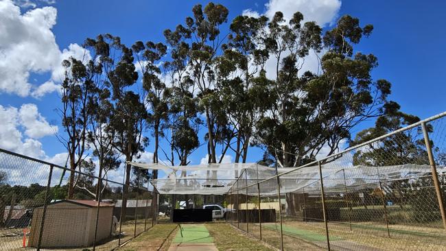 Decades-old sugar gum trees at Greenock Centenary Park, in the Barossa Valley, before they were cut down. Picture: Trudi Robinson