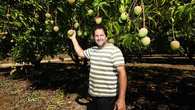 NT Mango Industry boss Leo Skliros said the Vanuatu workers were much-needed. Picture: Katrina Bridgeford.