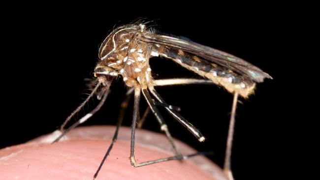 A generic photo of a mosquito on the tip of a finger.