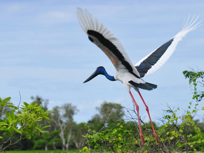 ESCAPE: A jabiru in flight over the floodplains.The Northern Territory is home to 400 species of birds, 150 mammals, 300 reptiles, 50 frogs, 60 species of freshwater fish and several hundred species of marine fish. Picture: Tourism NT/Steve Strike