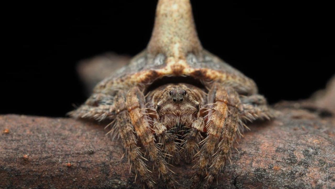 A wraparound spider that looks like a tree branch discovered during research expedition in Australia's alpine region. Picture: Joseph Schubert.