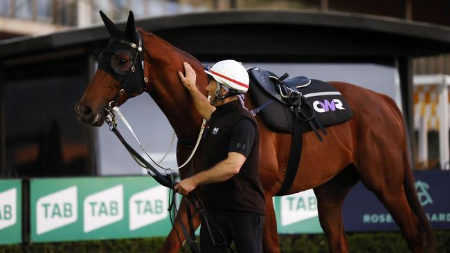 DAILThe Everest 2022 favourite Nature Strip, with strapper Stuart Williams after track work at Rosehill Gardens Racecourse. Picture: Jonathan Ng