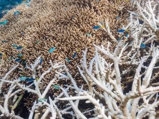 Coral bleaching on Stanley Reef, Great Barrier Reef, March 23 2022. Picture: Harriet Spark