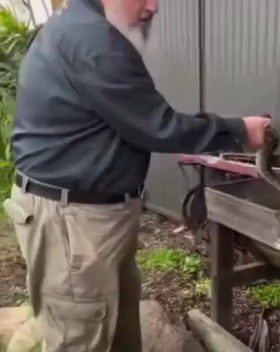 David Voss with a large carpet python