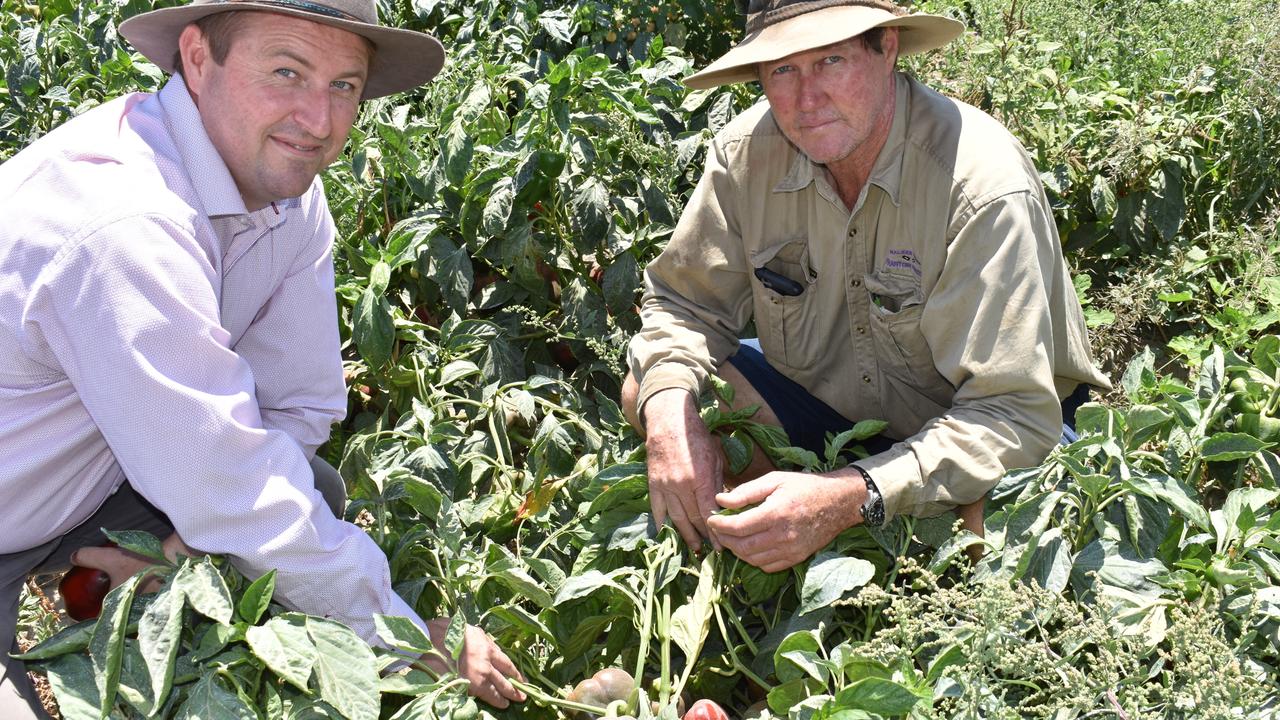 Bowen Gumlu Growers Association general manager Ry Collins and president Carl Walker at Walker Farms on Tuesday, October 12, 2021. Picture: Kirra Grimes