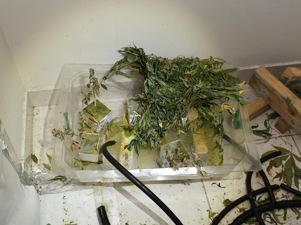 Cannabis found in a grow house that was raided. Picture: AFP