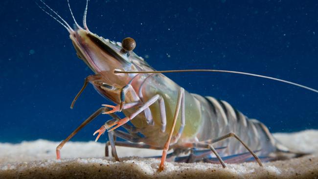 A black tiger prawn which has been reared as part of research into the aquaculture industry. The species is highly prized on international markets.